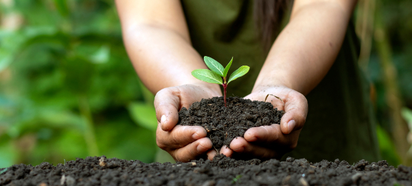 Plant growing in hands